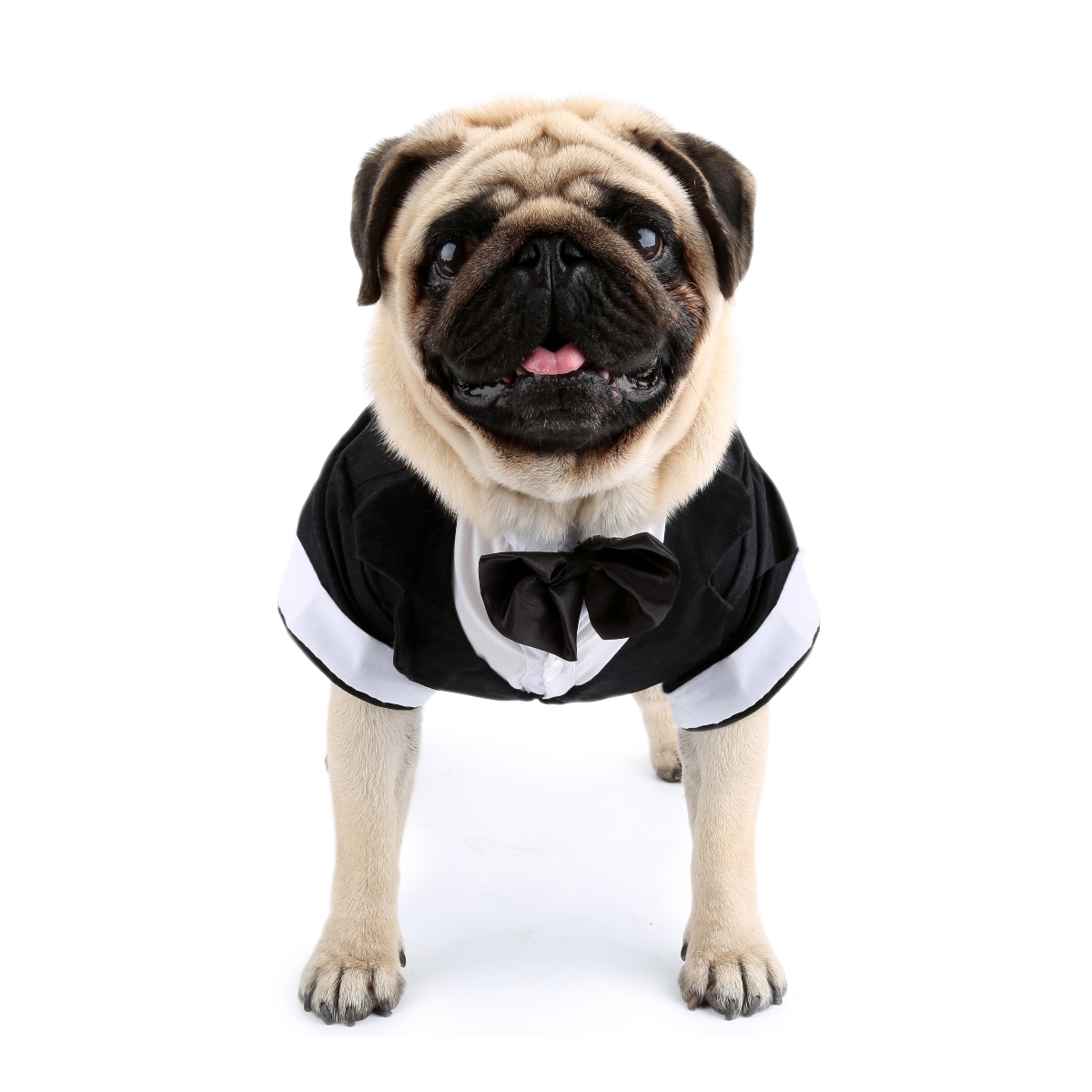 Dog Shirt Puppy Clothes, Pet W - Pet Supplies Co ulasan dan harga