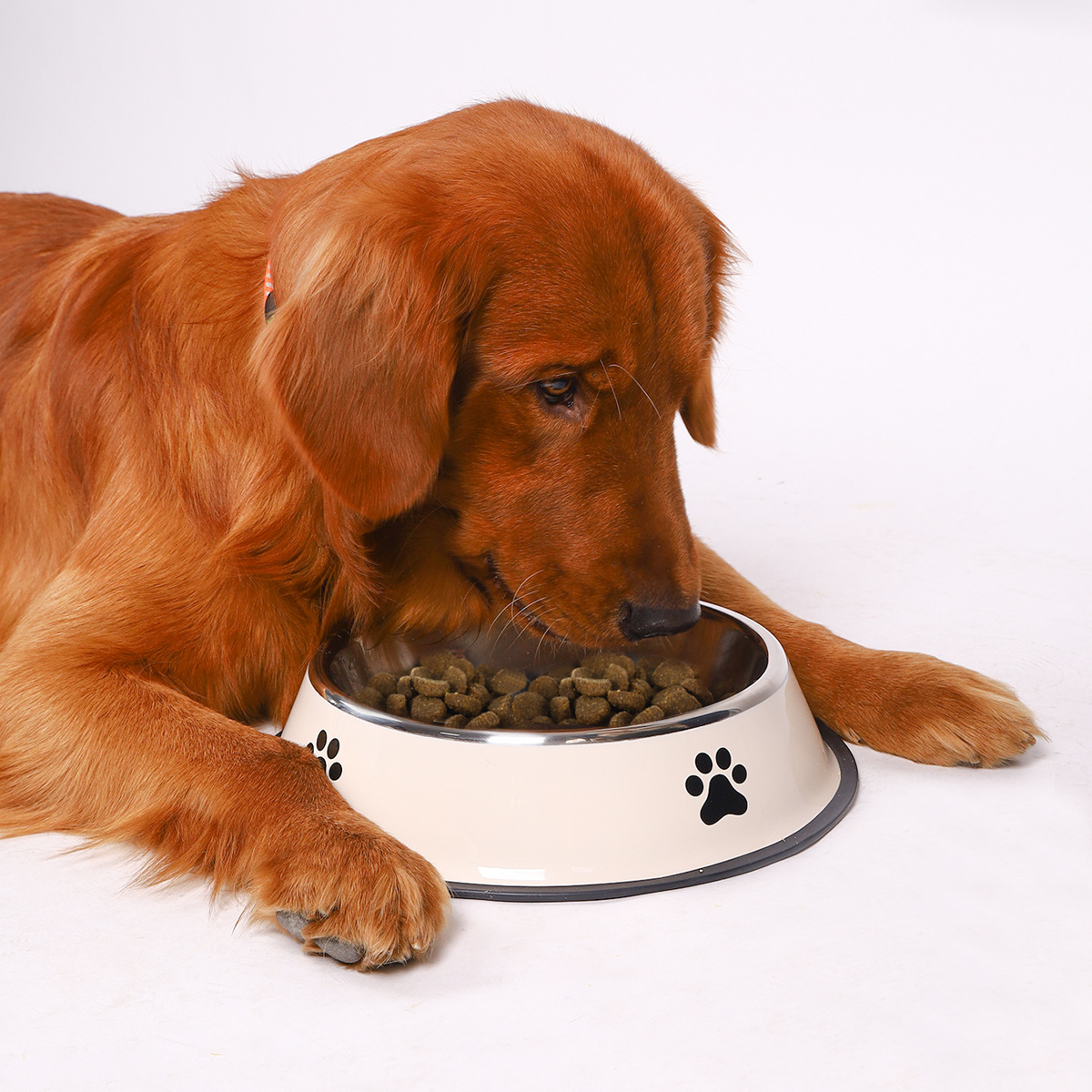 Stainless Steel Large Capacity - Pet Supplies Coupon ulasan dan harga