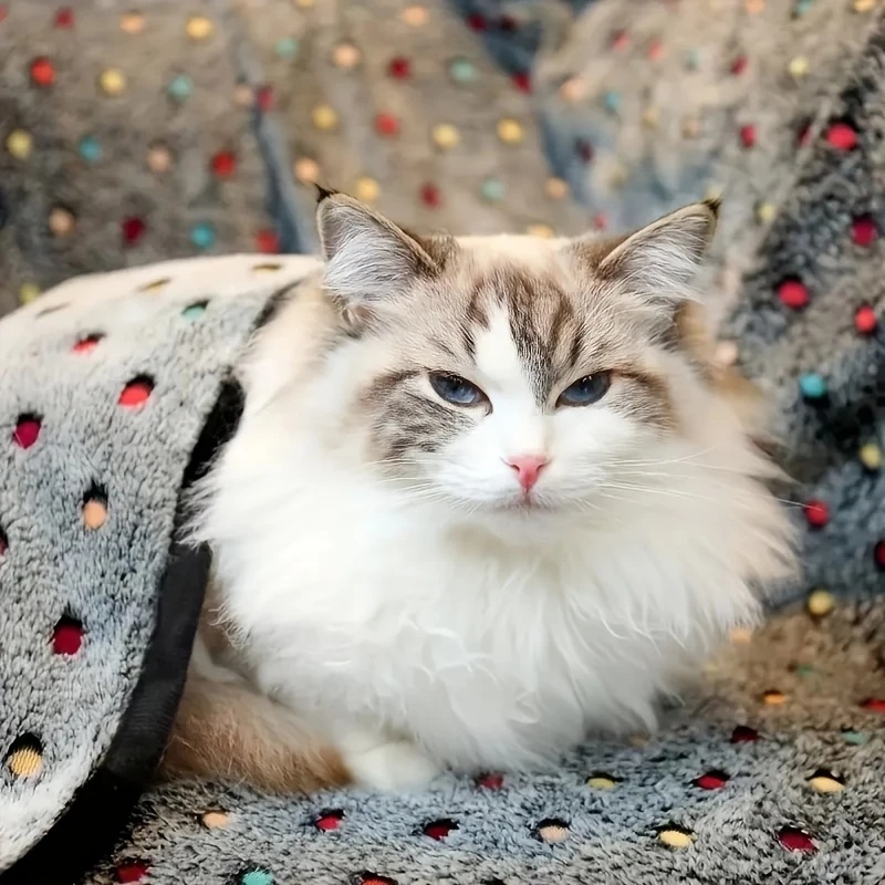 3PCS Soft Fluffy Pet Blanket C - Pet Supplies Coupon ulasan dan harga